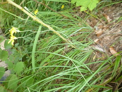 Hieracium porrifolium
