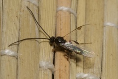 Microgastrinae