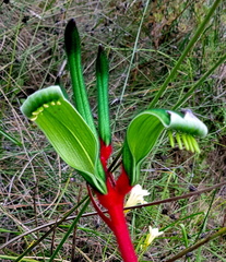 Anigozanthos manglesii