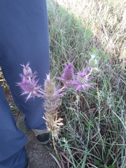Eryngium leavenworthii