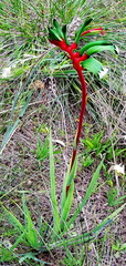 Anigozanthos manglesii