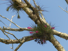 Tillandsia stricta