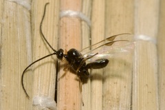 Microgastrinae