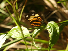 Heliconius ethilla narcaea