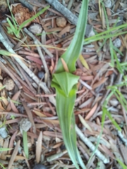 Colchicum eucomoides