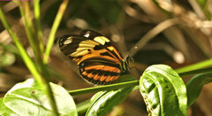 Heliconius ethilla narcaea
