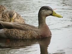 Anas platyrhynchos × fulvigula