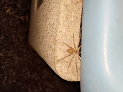 Heteropoda venatoria