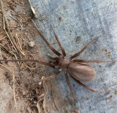 Kukulcania hibernalis