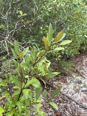 Persea humilis