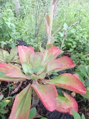 Gibbiflorae