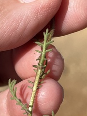 Dimorphotheca pinnata