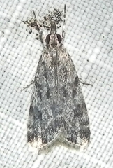 Eudonia heterosalis