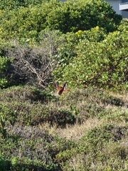 Raphicerus melanotis