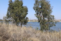 Eucalyptus camaldulensis