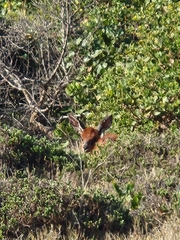 Raphicerus melanotis