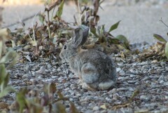 Sylvilagus nuttallii