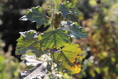 Populus × canescens