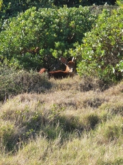 Raphicerus melanotis