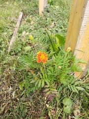 Tagetes patula