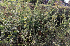 Populus × canescens