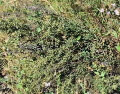 Artemisia dracunculus