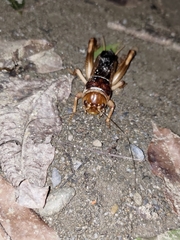 Tarbinskiellus portentosus