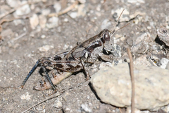 Melanoplini