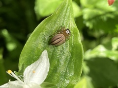 Maratus scutulatus