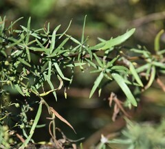 Artemisia dracunculus
