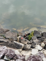 Pomacea canaliculata