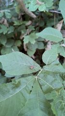 Sclerosomatidae