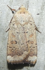 Abagrotis
