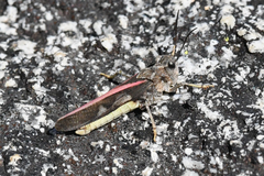 Cratypedes neglectus