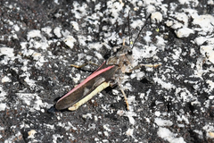 Cratypedes neglectus