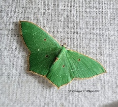 Cyclothea disjuncta