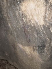 Hemidactylus frenatus