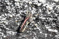 Cratypedes neglectus