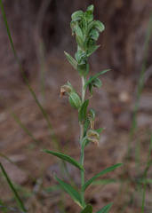 Pterostylis vittata