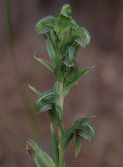 Pterostylis vittata