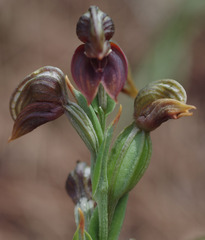 Pterostylis vittata