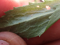 Hazardia whitneyi discoidea