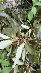 Quercus muehlenbergii