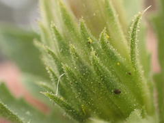 Hazardia whitneyi discoidea