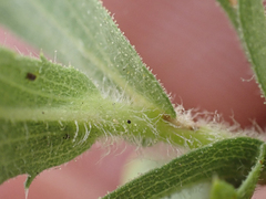 Hazardia whitneyi discoidea