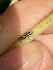 Salticus scenicus