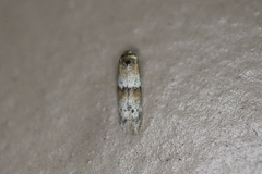 Pigritia