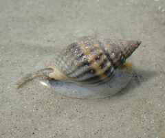 Nassarius