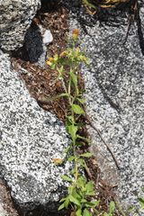 Hazardia whitneyi discoidea