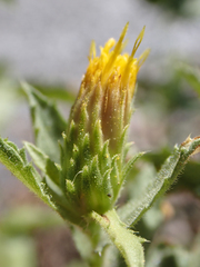 Hazardia whitneyi discoidea